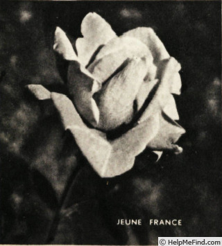 'Jeune France' rose photo