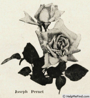 'Joseph Pernet' rose photo