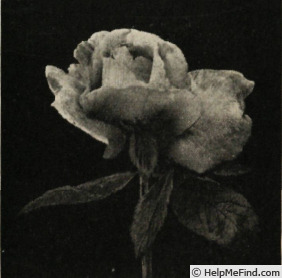 'Comtesse de Castilleja' rose photo