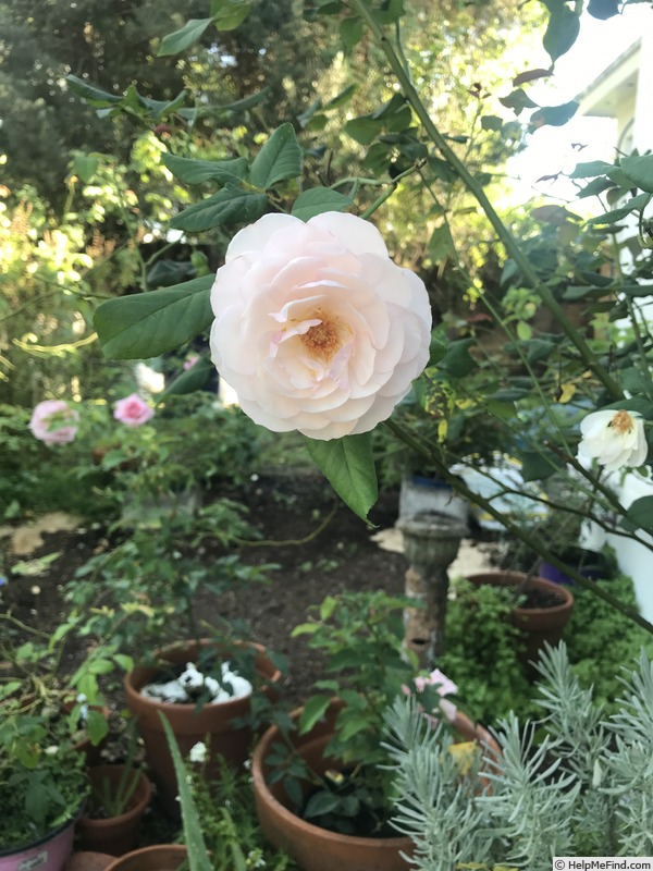 'Heritage ®' rose photo