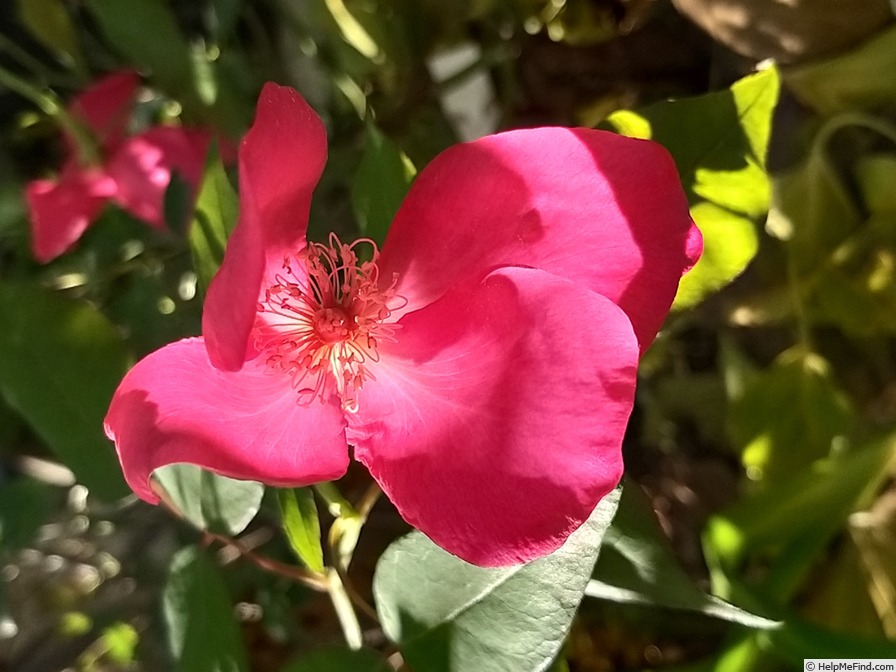 '<i>Rosa chinensis</i> sanguinea' rose photo