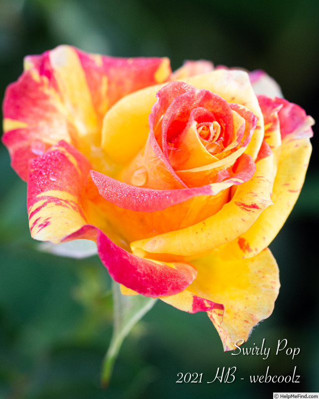 'Swirly Pop' rose photo