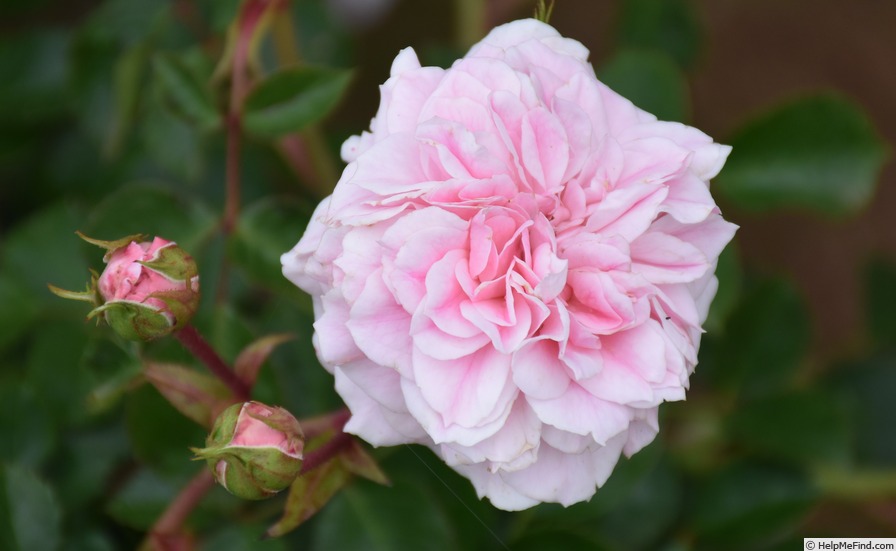 'Jane McGrath' rose photo