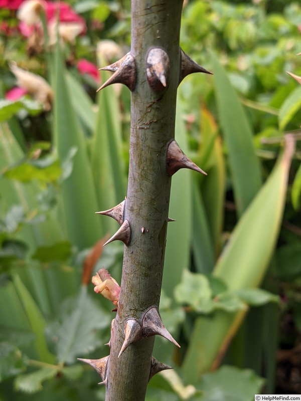 'Diana Allen' rose photo