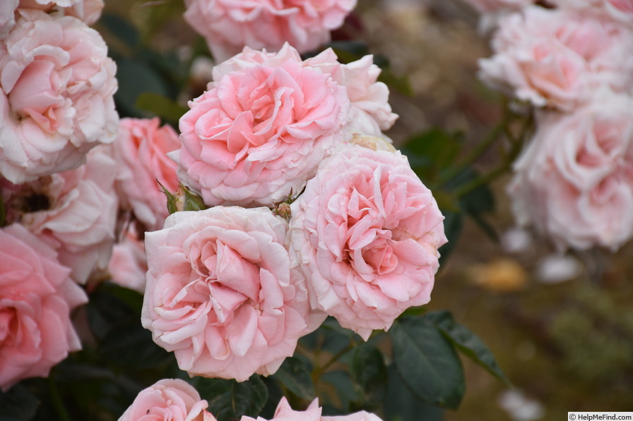 'Anna Louisa' rose photo