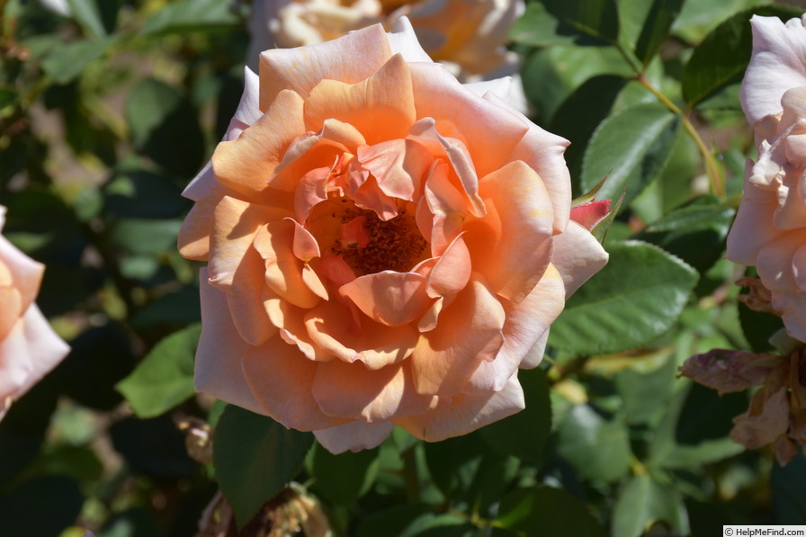 'WALtrendy' rose photo