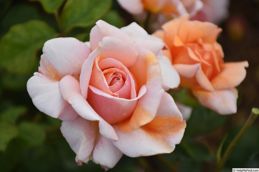 'WALtrendy' rose photo