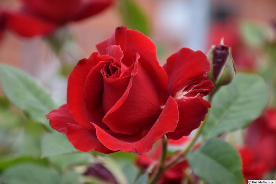 'Lady In Red (climber, Bedard 2017)' rose photo