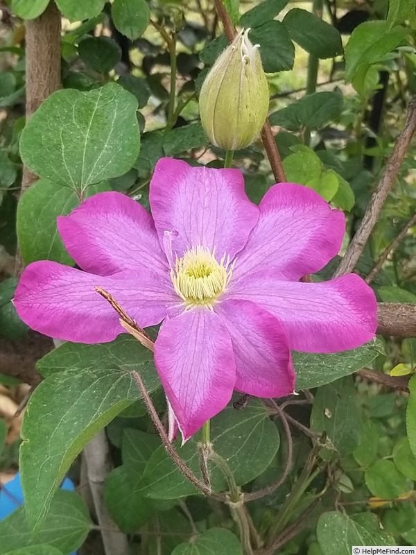 'Kakio' clematis photo