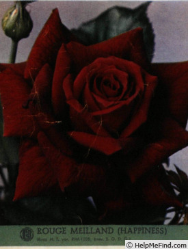 'Rouge Meilland (hybrid tea, Meilland, 1949)' rose photo
