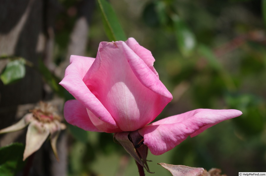 'Rosy Mantle' rose photo