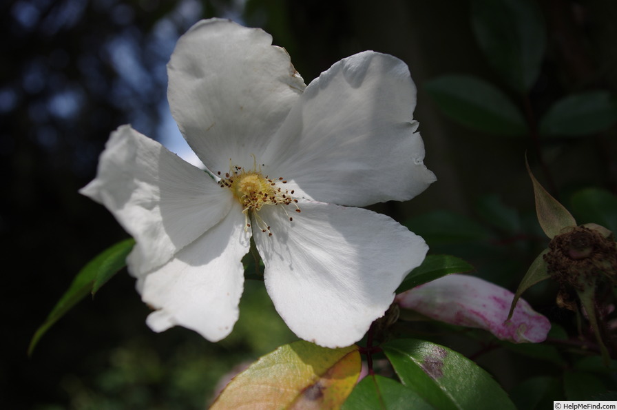 '<i>Rosa gigantea 'Cooperii'</i>' rose photo