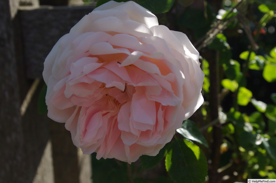 'Breeze Hill' rose photo