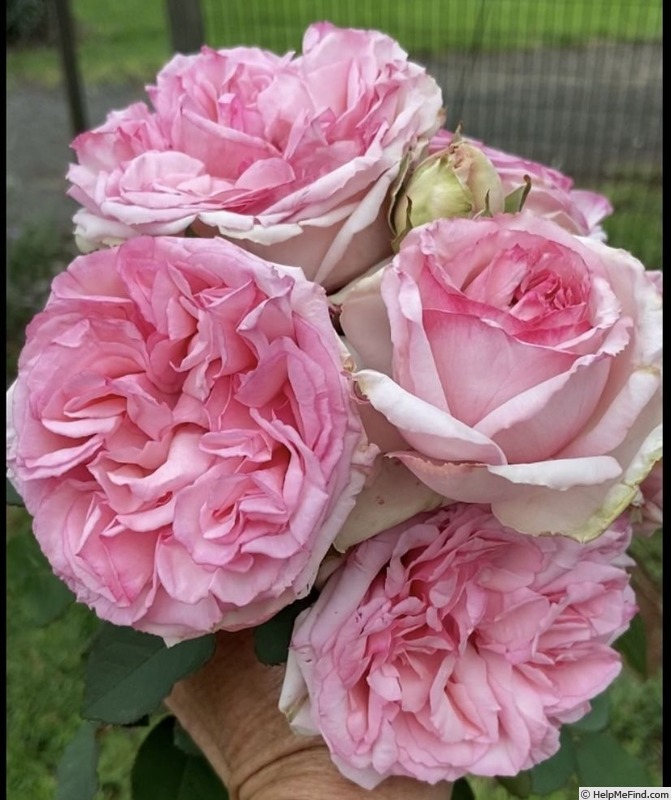 'Brindabella Elegans' rose photo