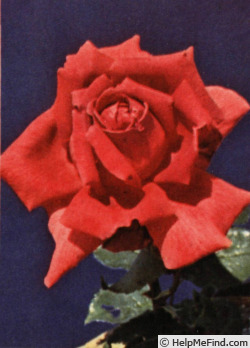 'Applause (hybrid tea, Swim, 1947)' rose photo