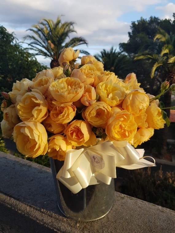 'Rose de Bormes ®' rose photo