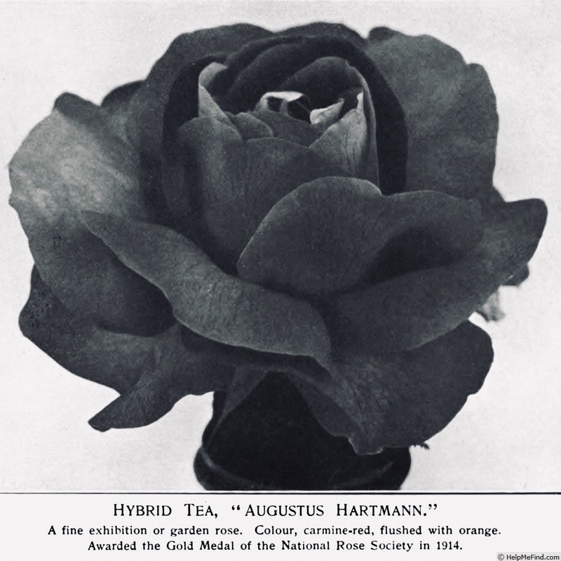 'Augustus Hartmann' rose photo