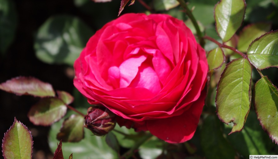 'Robert Winston' rose photo