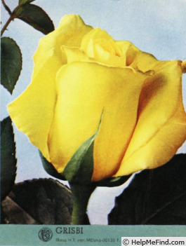 'Grisbi (hybrid tea, Meilland, 1956)' rose photo