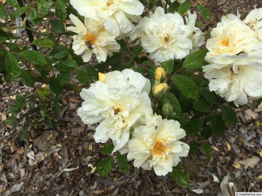 'Thisbe (hybrid musk, Pemberton, 1918)' rose photo