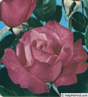 'Stéphanie de Mónaco ®' rose photo