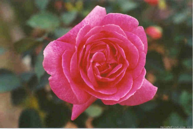 'Jan Abbing' rose photo