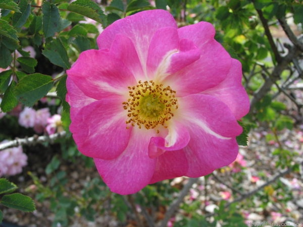 'Janet's Pride (hybrid rubiginosa, Paul, 1892)' rose photo