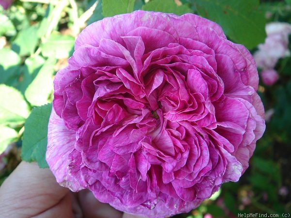 'Fanny Pavetot' rose photo
