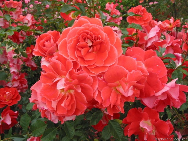 'Matangi ®' rose photo