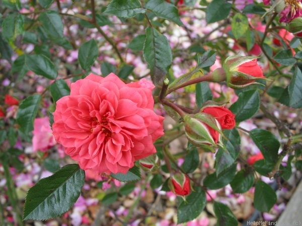 'Moana ®' rose photo