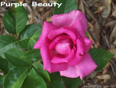 'Purple Beauty' rose photo