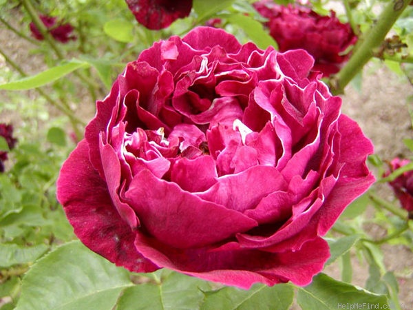 'Nase Národni' rose photo