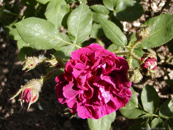 'Souvenir de Pierre Vibert' rose photo