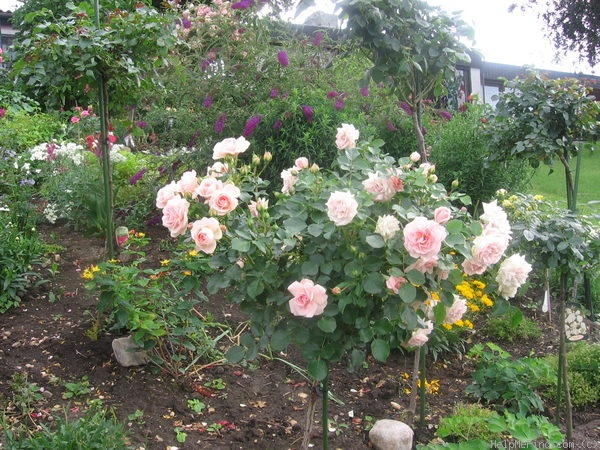 'Königin Margrethe' rose photo