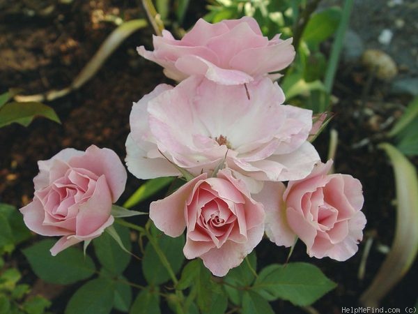 'First Kiss (floribunda, Warriner, 1990)' rose photo