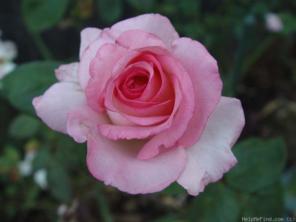 'Mavrik' rose photo