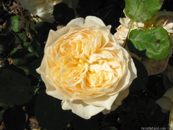 'Troilus' rose photo