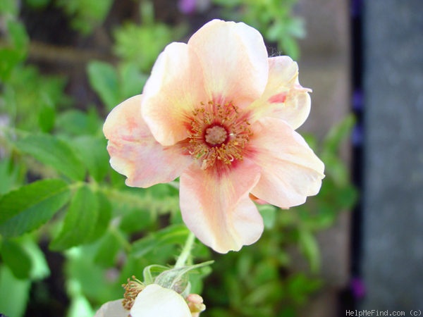'Nigel Hawthorne' rose photo
