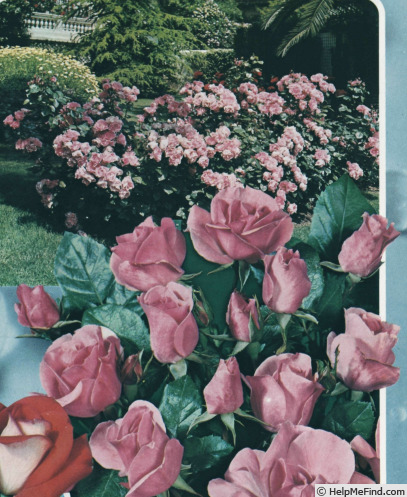'Coppélia '76 (floribunda, Meilland, 1975)' rose photo