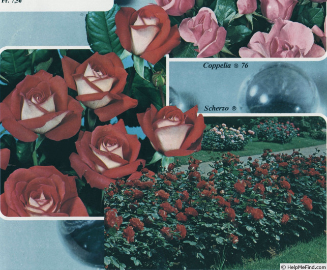 'Scherzo ®' rose photo