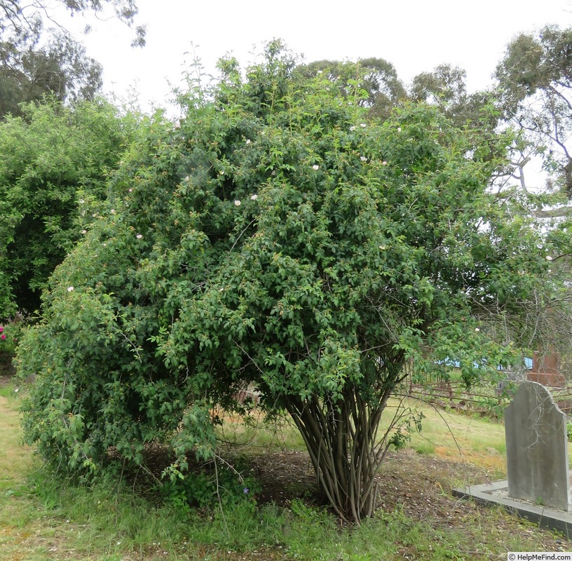 '<i>Rosa canina</i> L.' rose photo