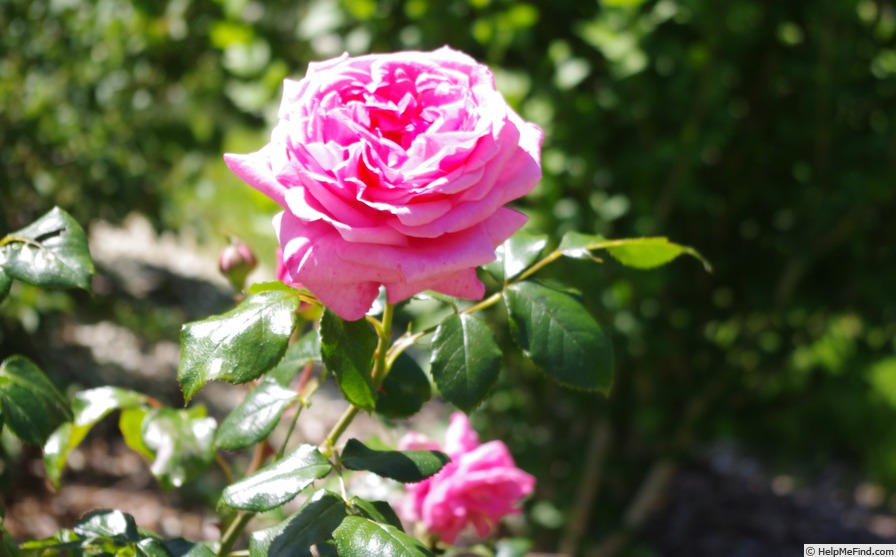 'George IV (hybrid china)' rose photo