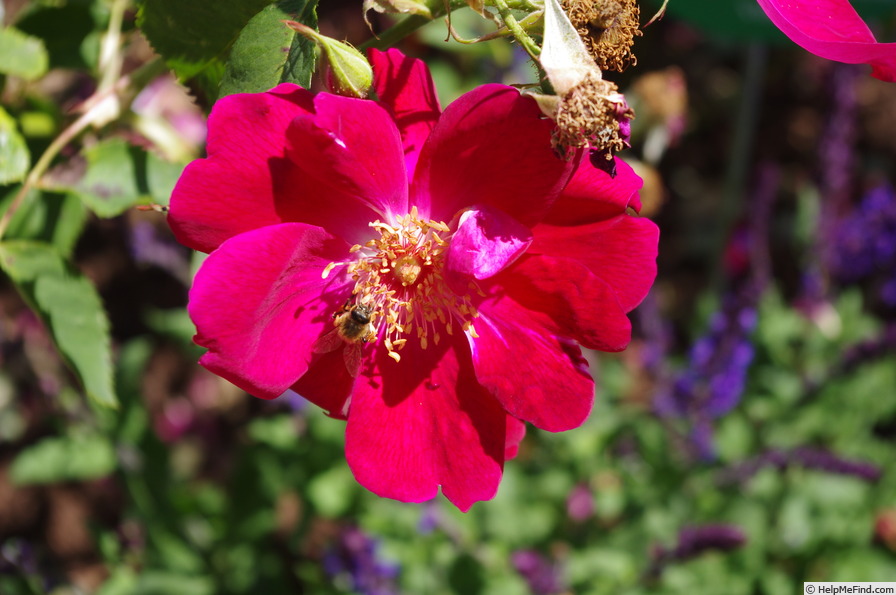 'Gloire des Rosomanes' rose photo