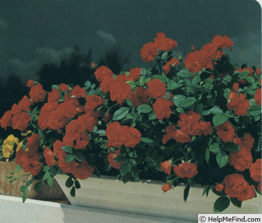 'Orange Meillandina ®' rose photo