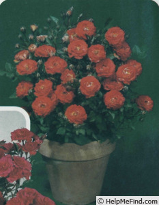 'Meillandina ®' rose photo