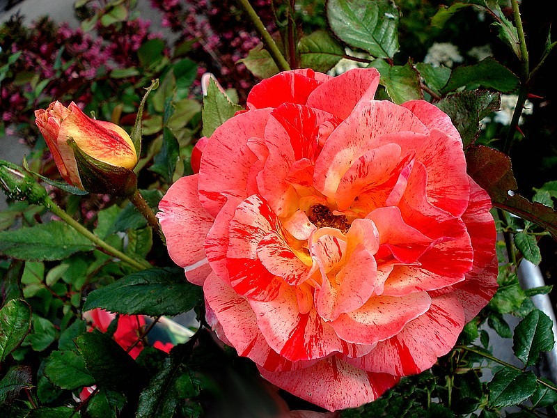 'Tocade ® (floribunda, Meilland 1999)' rose photo