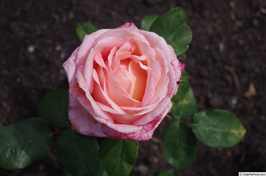 'Lovely Lady (hybrid tea, Dickson before 1981)' rose photo