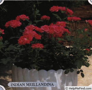 'Indian Meillandina' rose photo