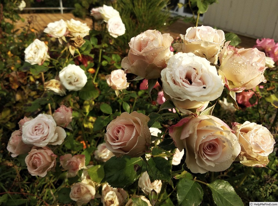 'Lydia (floribunda, Interplant before 1994)' rose photo
