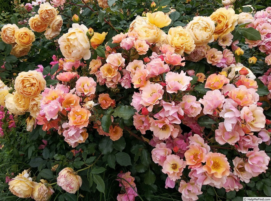 'Jazz (shrub, Evers/Tantau, 2009)' rose photo